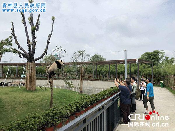 媒体团在熊猫馆内参观(摄影 方秦)
